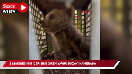 İş makinesinin içerisine giren yavru bozayı kamerada