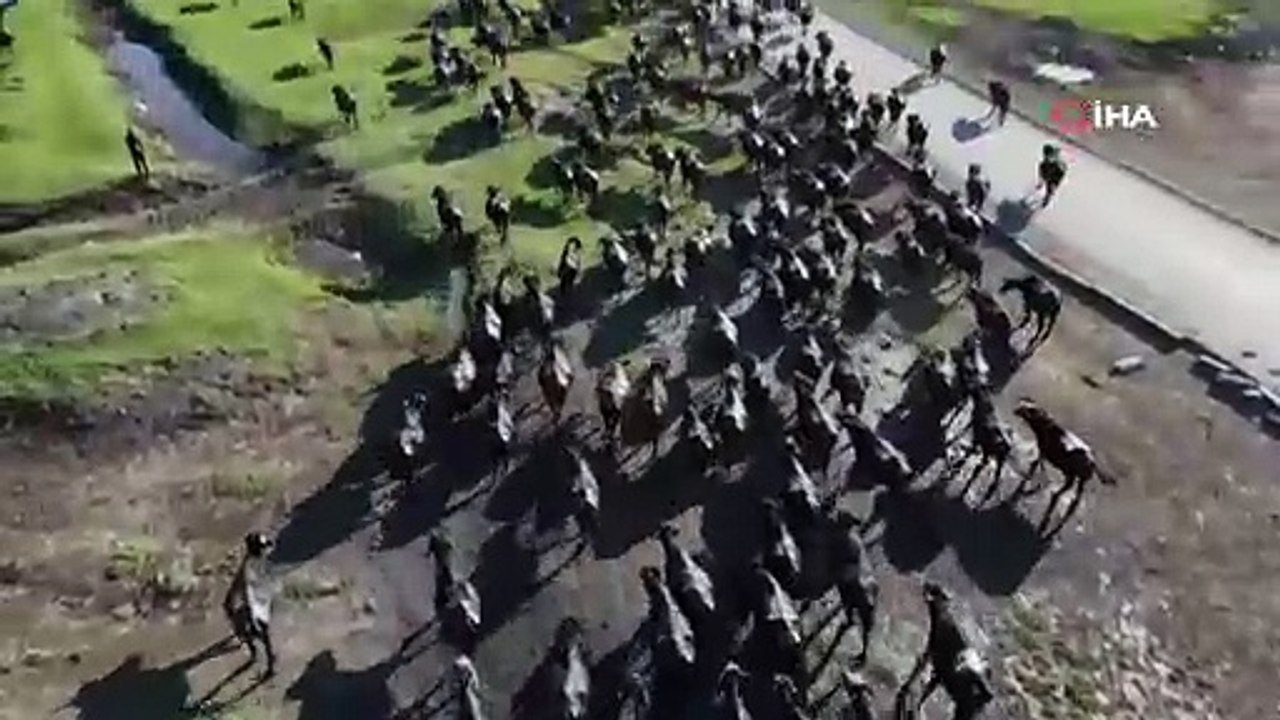 Bu görüntüler Afrika'daki büyük göçten değil... Bu görüntüler Türkiye'den...