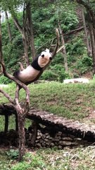 The daily life of pandas 🐼(75)   #Panda #Lovely