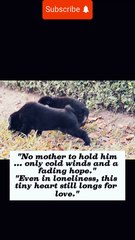 Stray Dog Puppy "No Mom, No Home… Just Hope"