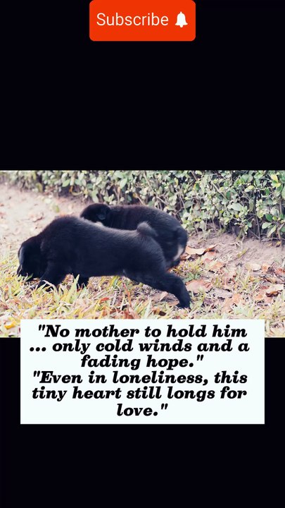 Stray Dog Puppy "No Mom, No Home… Just Hope"