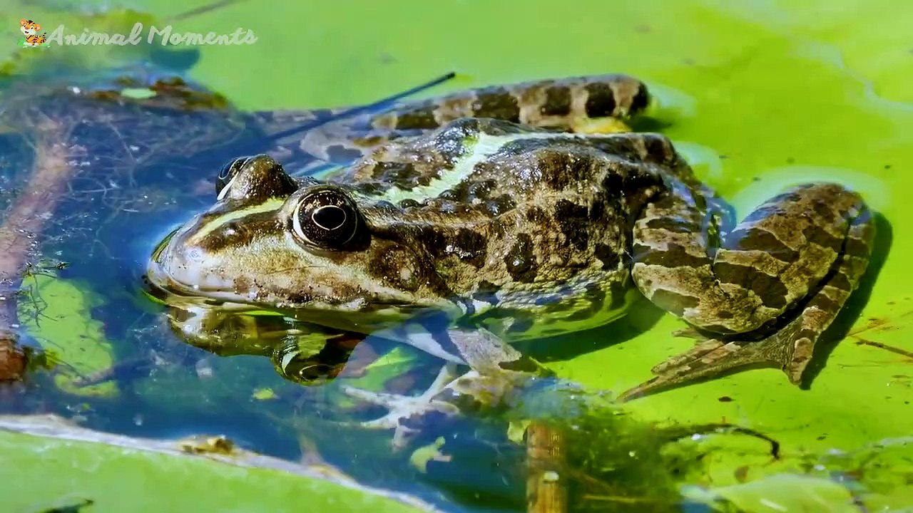 Learn the sounds of farm animals_ domestic animals_ wild animals - Cow_ dog_ cat_ rat_ tiger_ horse