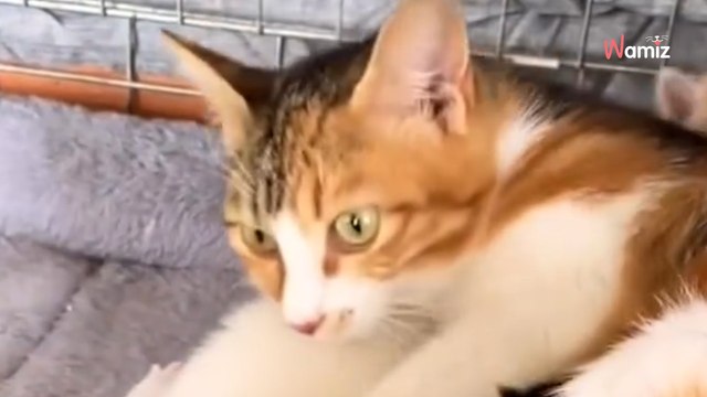 Elles présentent un chaton orphelin à une chatte allaitante et sont suspendues à sa réaction (vidéo)