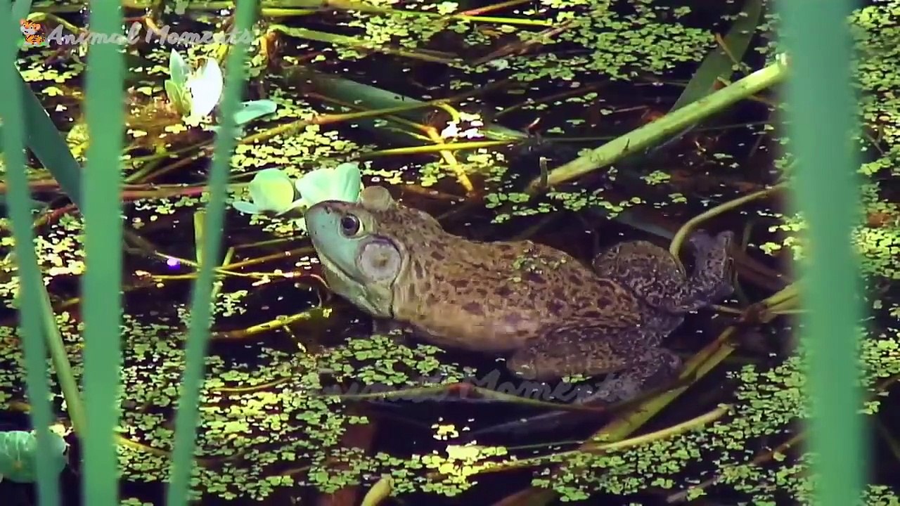 Animals Cute animals_ dog_ rabbit_ cat_ duck_ monkey - Animal sounds