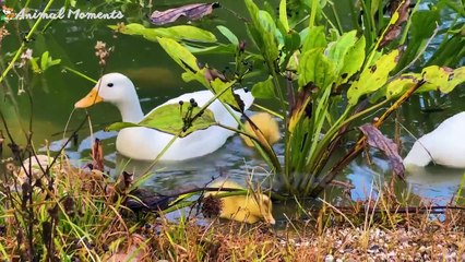 Animals Family pets_ dog_ cat_ chicken_ sheep_ cow_ fish - Animal sounds