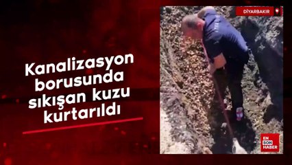 Diyarbakır'da kanalizasyon borusunda sıkışan kuzu kurtarıldı