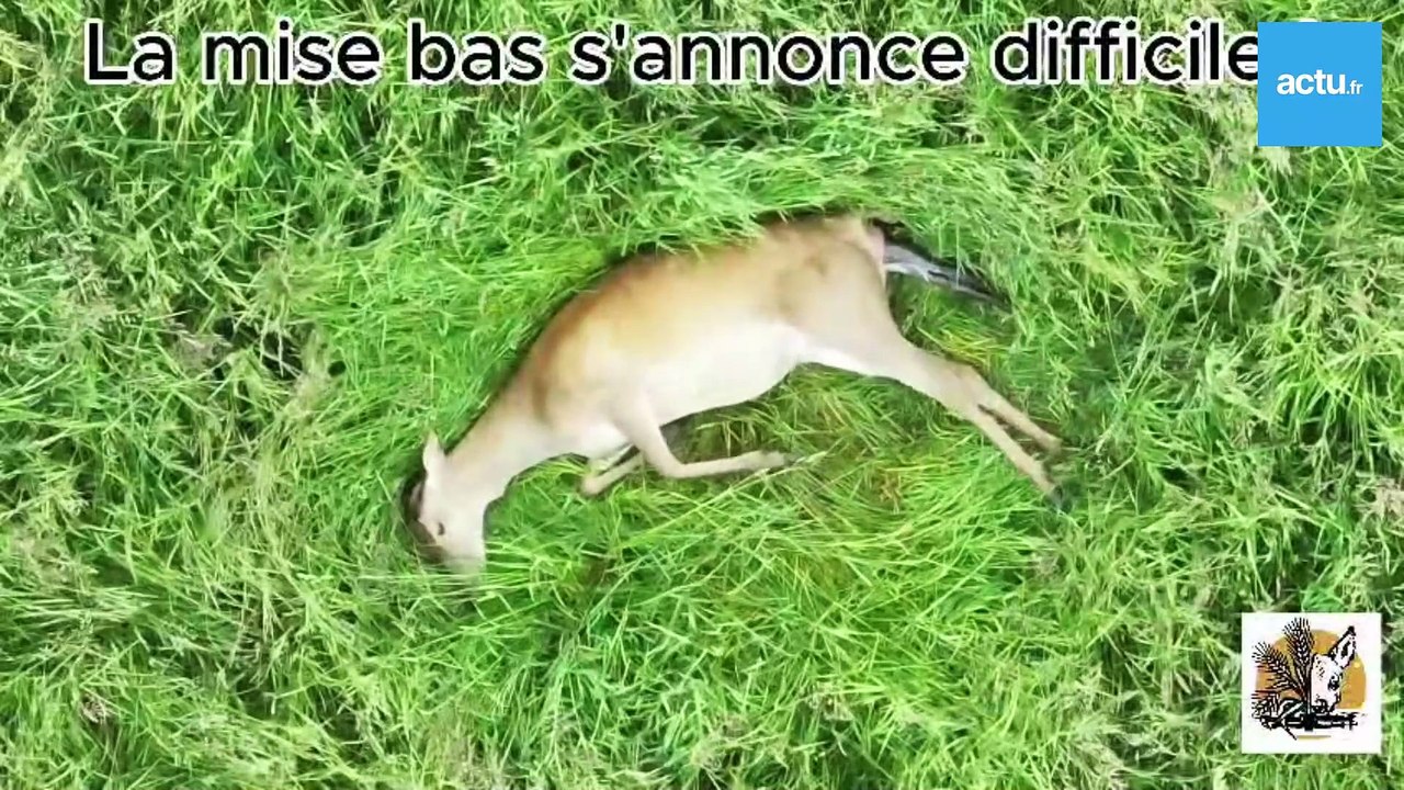 Naissance d'un faon dans un champ des Yvelines