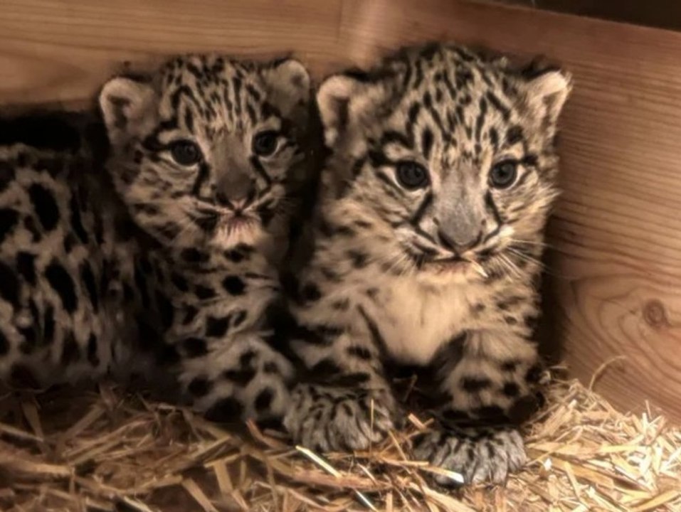 Flauschig! Salzburger Zoo teilt erste Fotos von Schneeleoparden-Babys