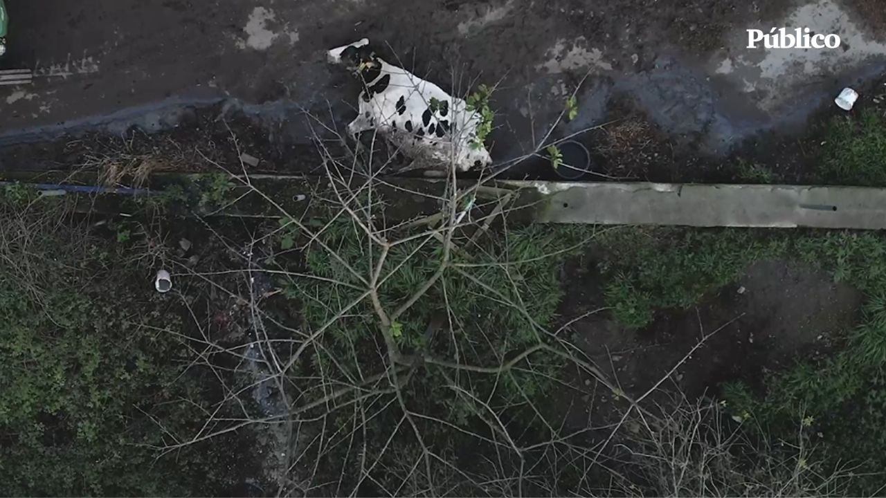 Igualdad Animal expone las prácticas violentas...