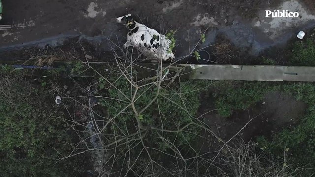 Igualdad Animal expone las prácticas violentas que emplean diversas granjas españolas