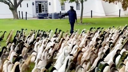 1,200 ducks parade through vineyard on their way to eat pests and protect vines