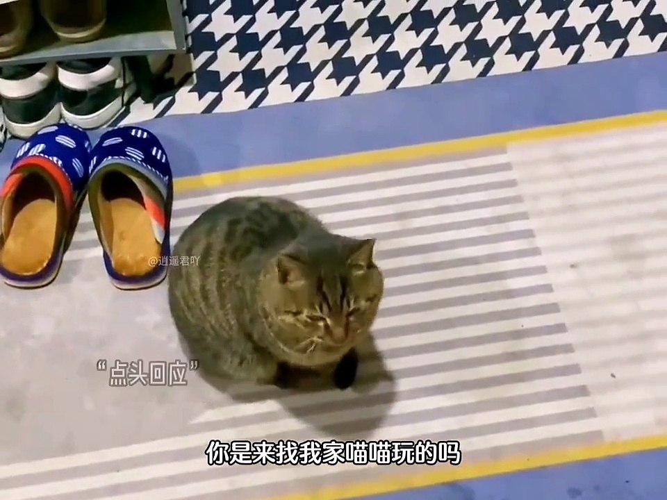 Is your cat a mischievous destroyer or a heartwarming healer in a broken world?