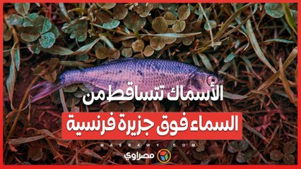 ظاهرة نادرة .. الأسماك تتساقط من السماء فوق جزيرة فرنسية