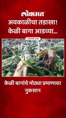 जळगावच्या केळी उत्पादक शेतकऱ्यांवर संकट