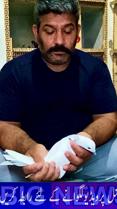 Subscribe Our YouTube Channel For Complete Videos https://www.youtube.com/@PakistanPigeonAssociation