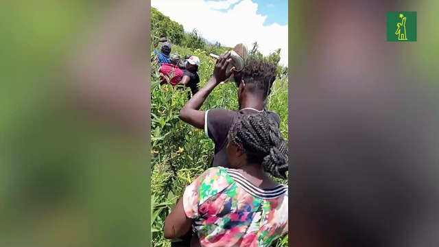 Apresan grupo de inmigrantes indocumentados escondido en matorrales en San Juan de la Maguana