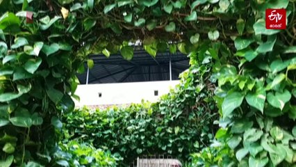 'ഇസി' ഹൗസിലെ നാച്ചുറല്‍ 'എസി'..!! പുരയ്‌ക്ക് ചുറ്റും കിടിലനൊരു മണിപ്ലാന്‍റ് മതില്‍, പരിപാലത്തിന് 'തനി വഴി'യുണ്ട് മൊഞ്ഞാക്കയ്‌ക്ക്