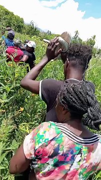 Detienen a grupo de indocumentados que se escondía entre matorrales en San Juan de la Maguana