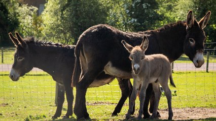 Foal ends up with two mums after "one in a million" birth story