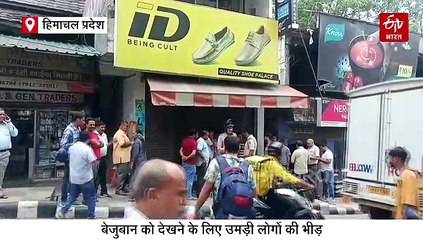हमीरपुर में दुकान में घुसा बारहसिंगा, बेजुबान को देखने के लिए उमड़ी लोगों की भीड़, वन विभाग की टीम ने किया रेस्क्यू