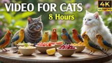 Ultimate Video for Cats to Watch Bird Outside the Window - CatTV Central