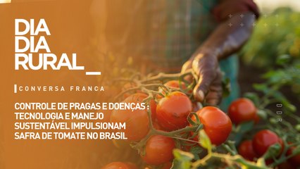 Controle de pragas e doenças : tecnologia e manejo sustentável impulsionam safra de tomate no Brasil