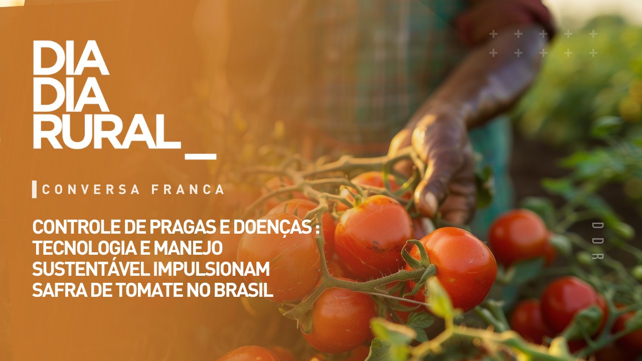 Controle de pragas e doenças : tecnologia e manejo sustentável impulsionam safra de tomate no Brasil