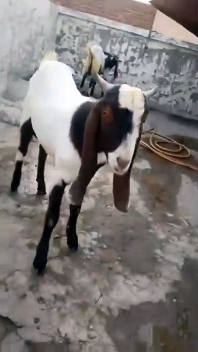 0325-4681937 Beautiful White/Brown Desi Goat/Qurbani Lahore Special Discount Offer #beautifullgoats
