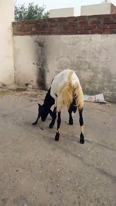 0325-4681937 White and Black Desi Goat for Qurbani/Discount Offer for Potohar Animals Viewers