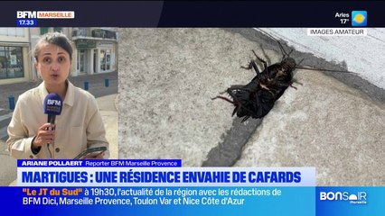 Martigues : une résidence envahie de cafards