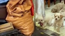 Paw-sitively Hilarious：Cats and Dogs That’ll Make