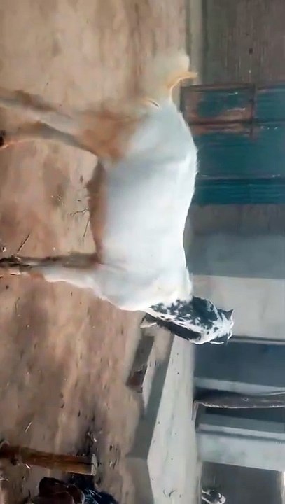 Goat is tight with Rope in leg instead of Neck. This practice is useful to maintain health of goats