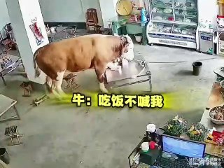 Paw-sitively Hilarious：Cats and Dogs That’ll Make