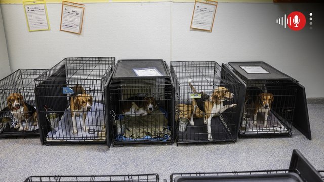 Cierran laboratorio que habría matado a miles de beagles para experimentos en Estados Unidos