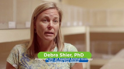 The Saving Of This Mouse Species Is So Vital!