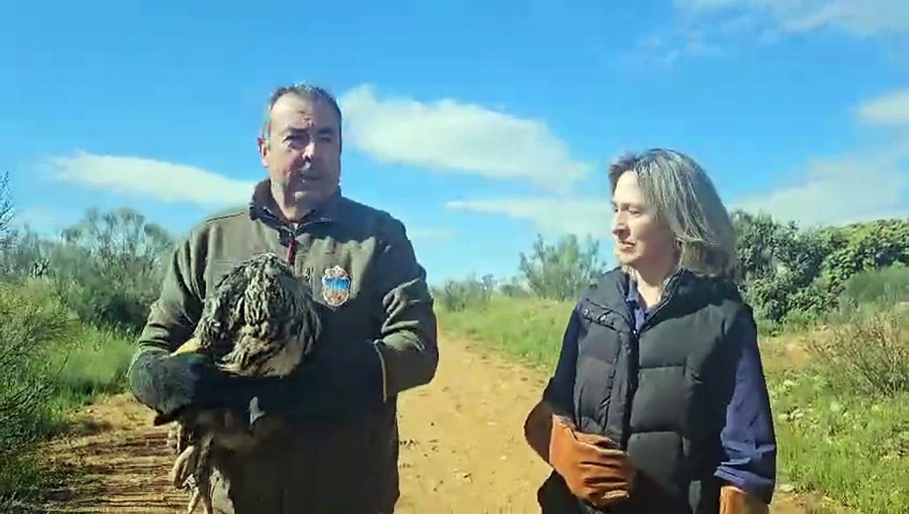 El Ayuntamiento a su hábitat natural en Usanos un búho real