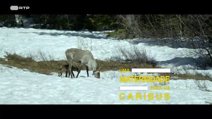À Reconquista das Montanhas Rochosas - De Yellowstone ao Yukon_Ep03