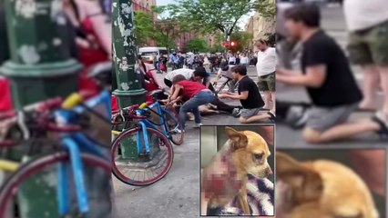 Vídeo: Chihuahua Penny é brutalmente atacada por Pitbulls