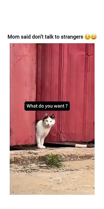 Funny 🤣 toking of cats