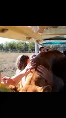 Bro forgot they were a lion