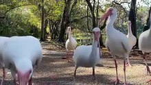American White Ibises