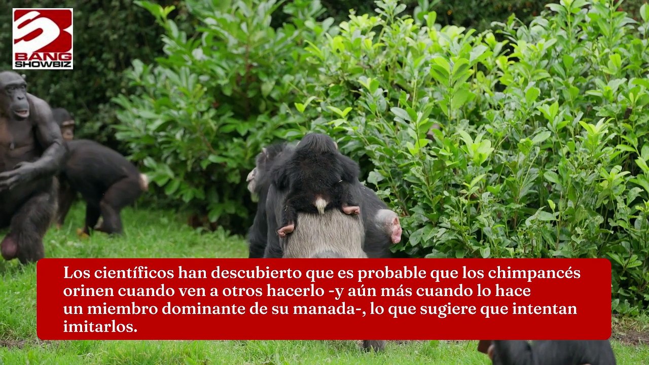 Orinar es tan contagioso como bostezar