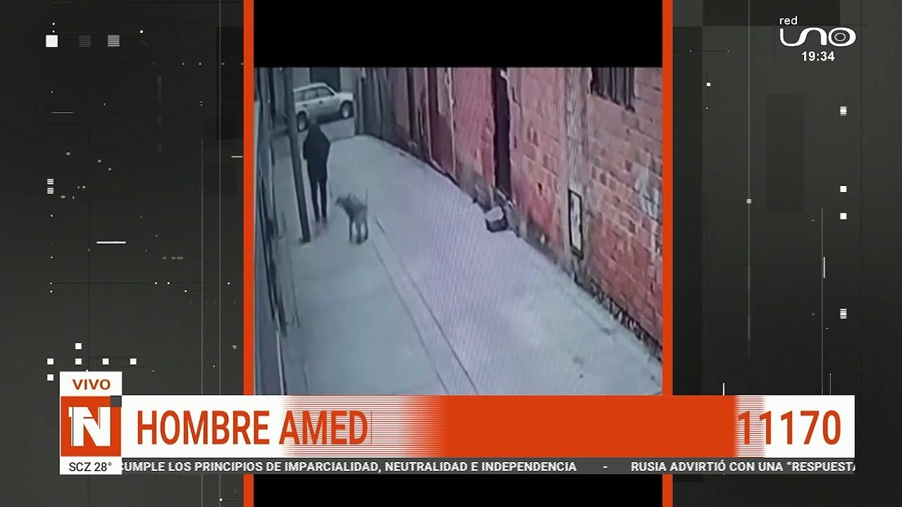 perritos