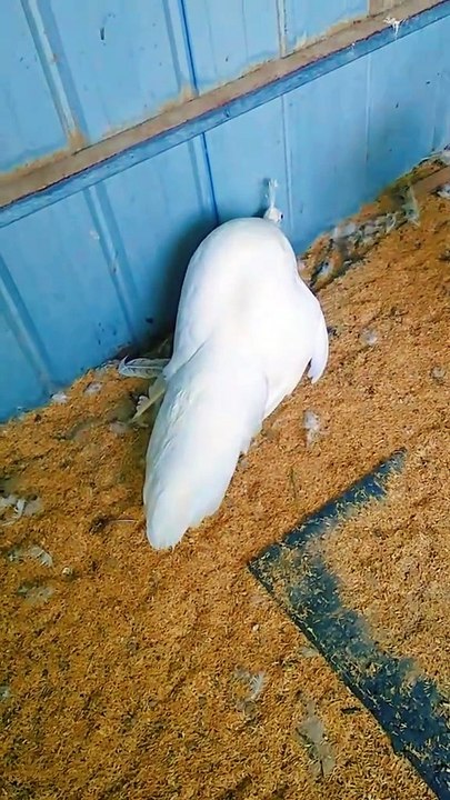 ready to give egg white peacock #birds #peacock #eggs