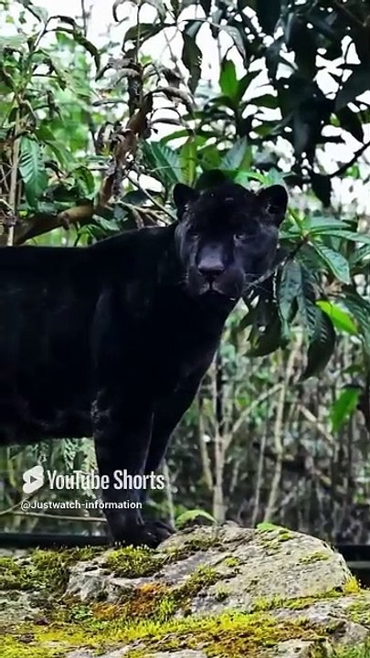 The Mighty Jaguar King of the Rainforest