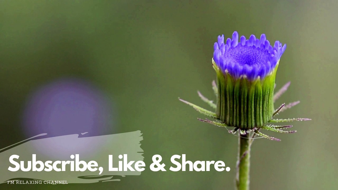 Relaxing music Relieves stress, Anxiety and Depression 🌿 Heals the Mind, body and Soul - Deep Sleep