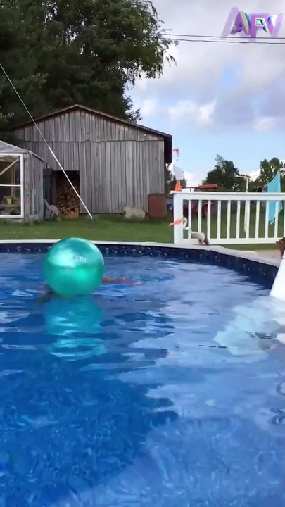 202. Dogs are getting more intelligent by the day 🐶 #shorts  #pool #ball #dog #funny