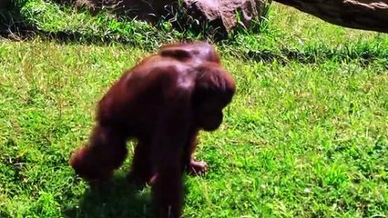 Amazon forest | daingrus animal of the Amazon