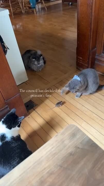 Cats Surround Mouse and Watch It Closely