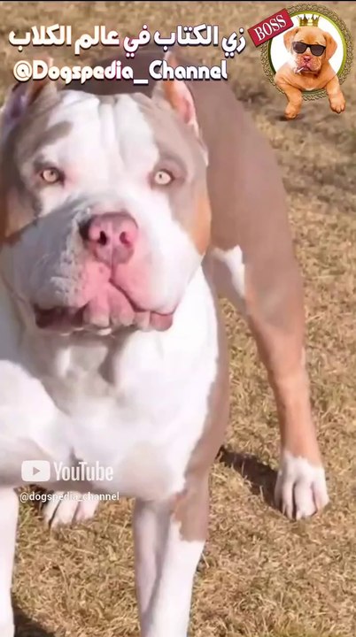 American bully shorts
